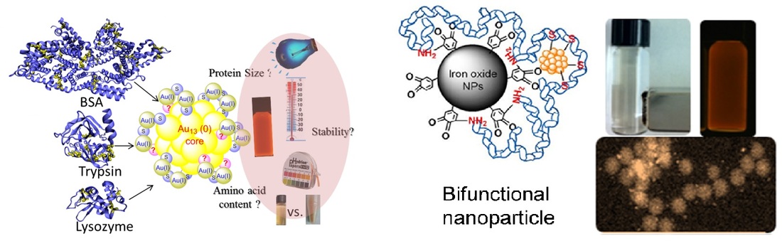 Fluorescent metallic nanoclusters and bifunctional nanoparticles